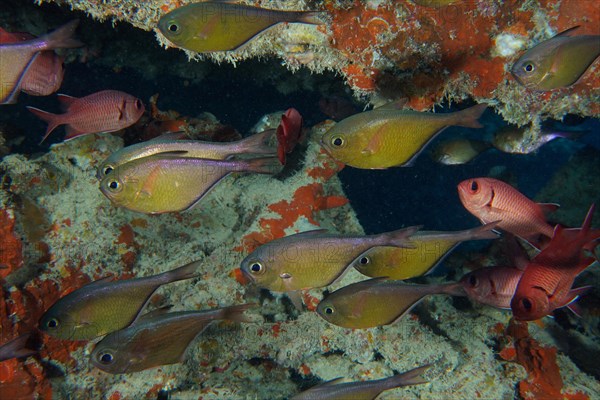 Shoal of Black-edged Hatchetfish