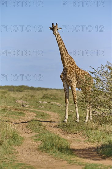 Masai giraffe