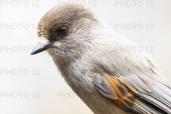 Siberian jay