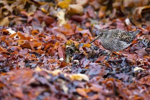 Dunlin