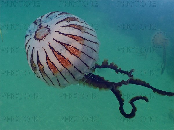 Compass Jellyfish