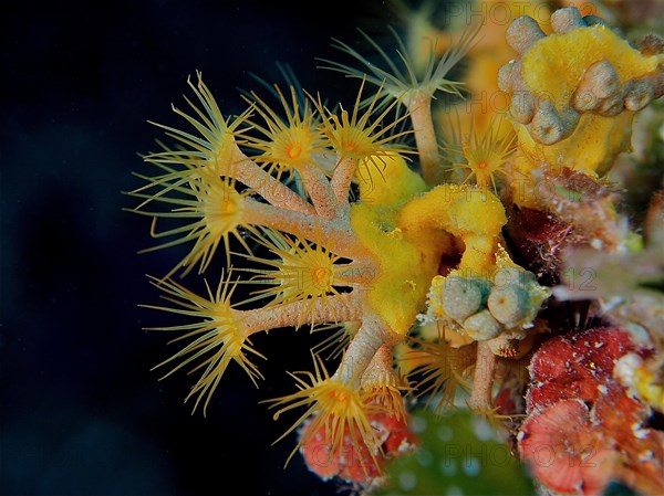 Several yellow cluster anemones