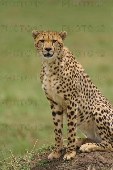 Cheetah