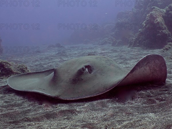 Round stingray