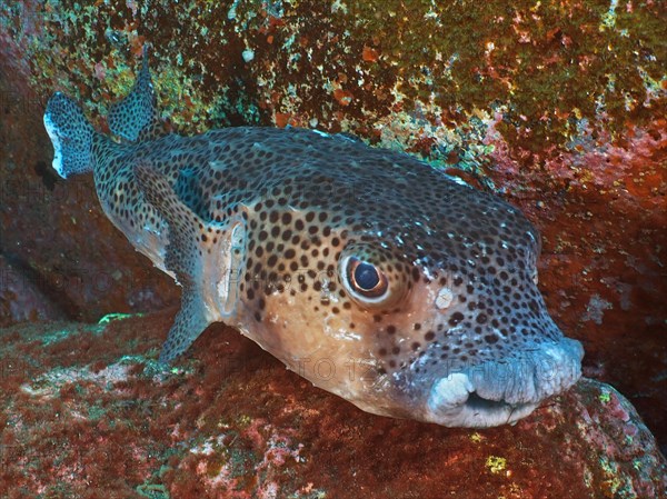 Spotfin burrfish