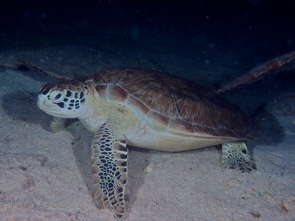 Hawksbill turtle