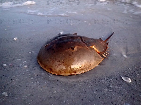 Atlantic horseshoe crab