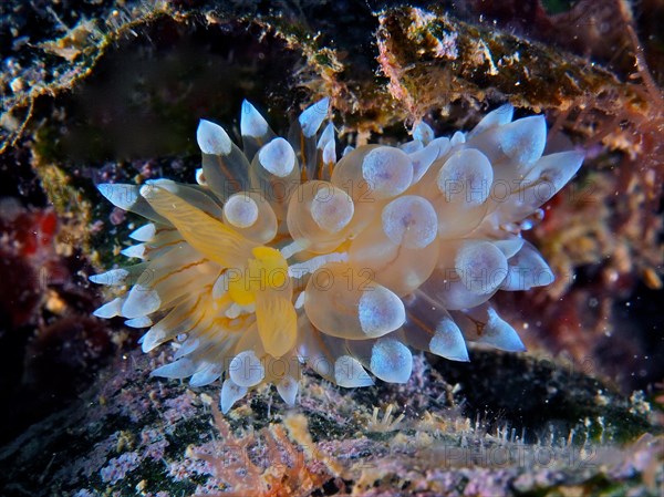 Striped Thick-shelled Snail