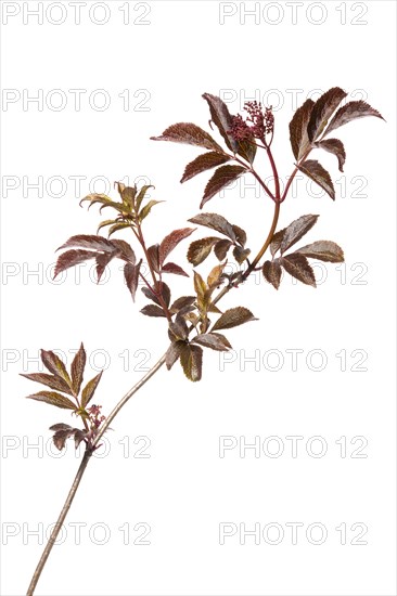 Elderberry