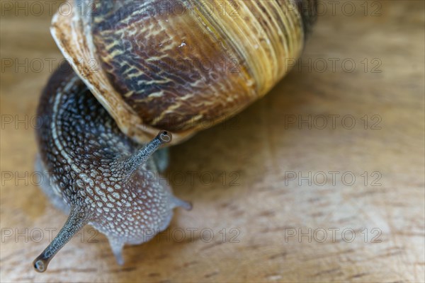 Close-up of a snail on a wooden table