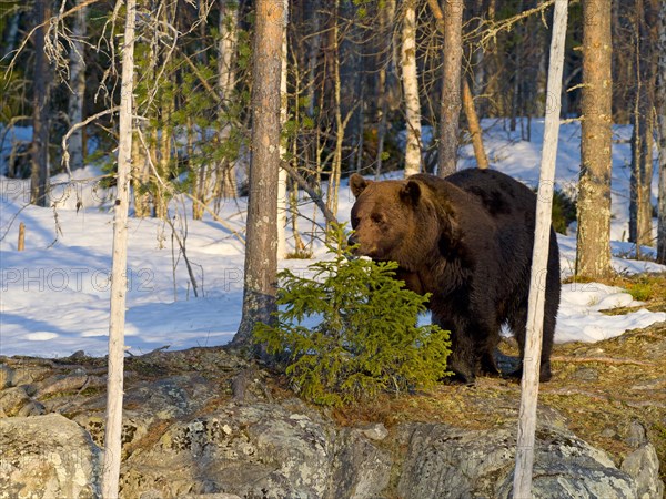 European brown bear