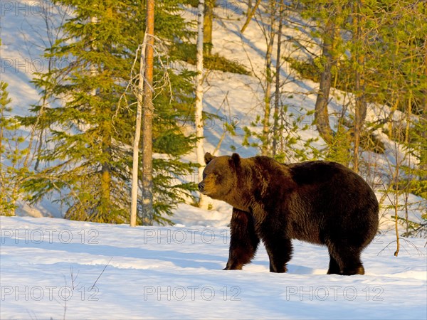 European brown bear