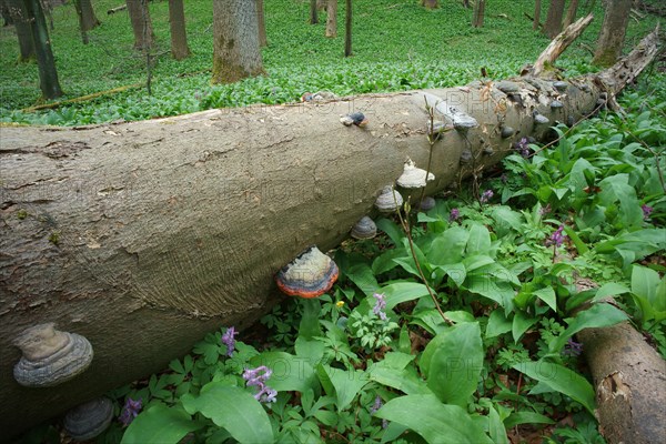 Deadwood with tinder fungus in a forest with wild garlic and larkspur