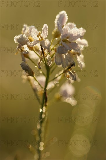 Blossoms