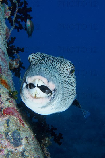 Portrait of star puffer