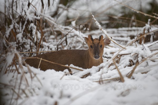 Muntjac