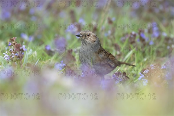 Dunnock or Hedge sparrow