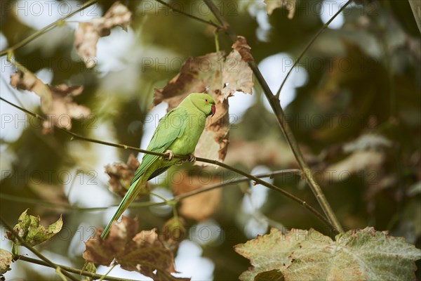 Monk parakeet