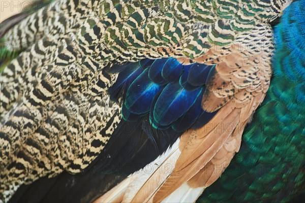 Close-up of the Feathers of an Indian peafowl