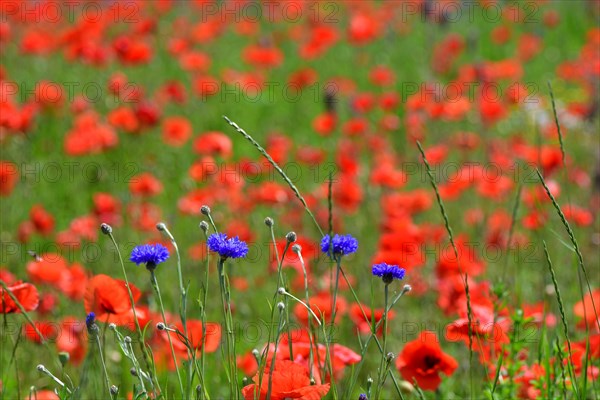 Blue cornflowers