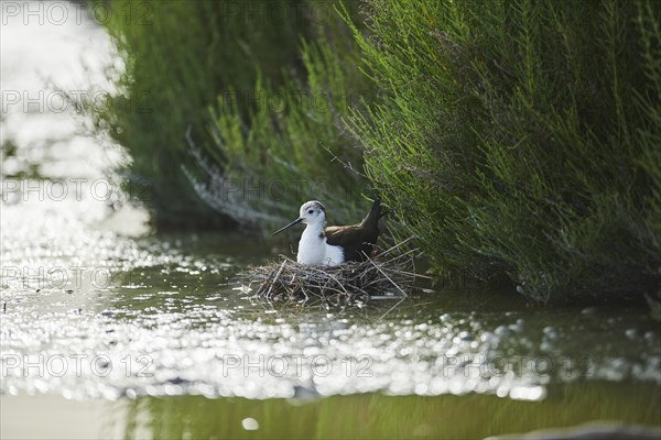 Black-winged stilt