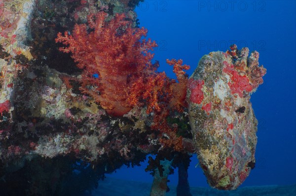 Buffer of the tender of a steam locomotive from the Second World War on the loading area of Thistlegorm. Overgrown with Hemprich's tree coral