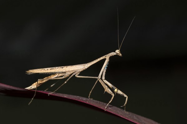 Asian jumping mantis