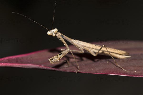 Asian jumping mantis