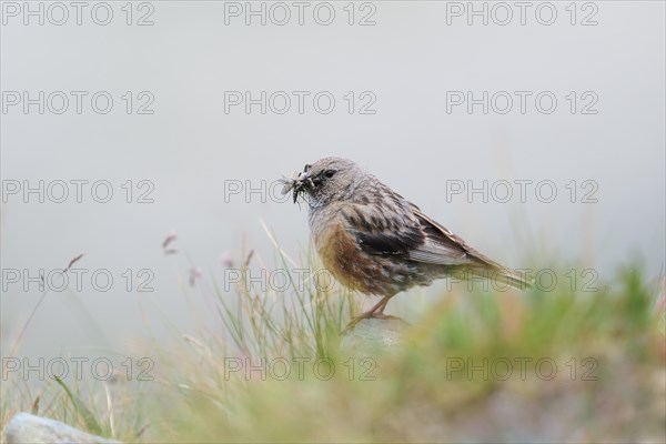 Alpine Accentor) Prunella collaris)