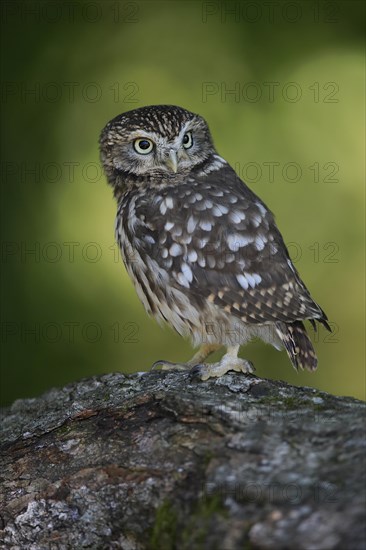 Pygmy Owl