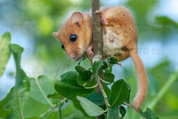 Female Common hazel dormouse