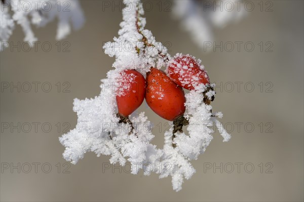 Rosehips