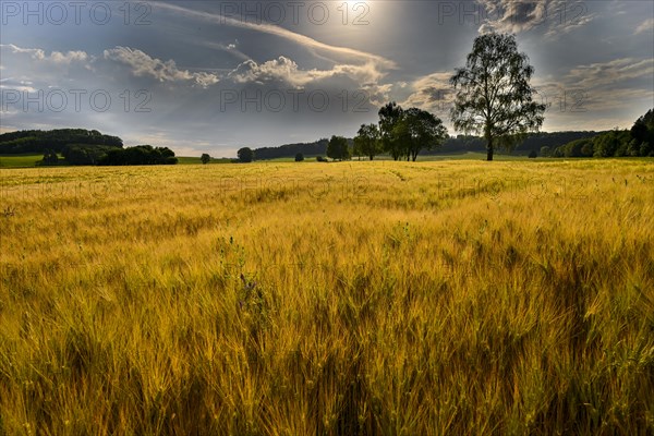 Grain field with thunderstorm sky in morning light