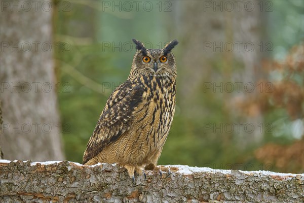 Eurasian eagle-owl