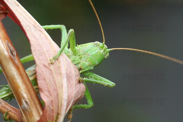 Bush-cricket