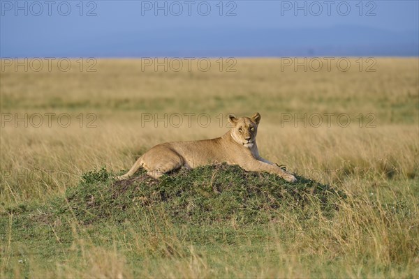 African lion