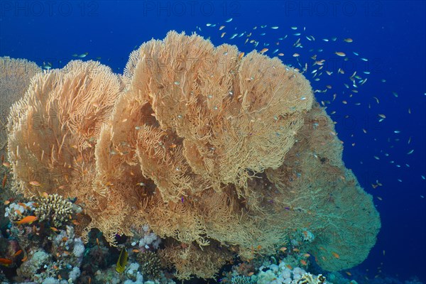 Giant sea fan