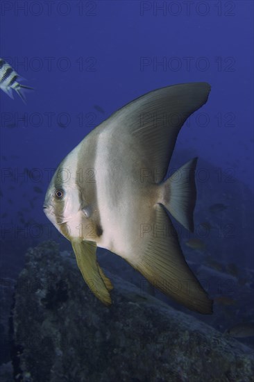 Orbicular batfish