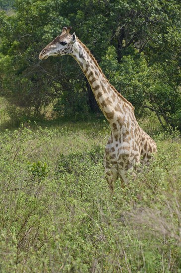 Masai giraffe