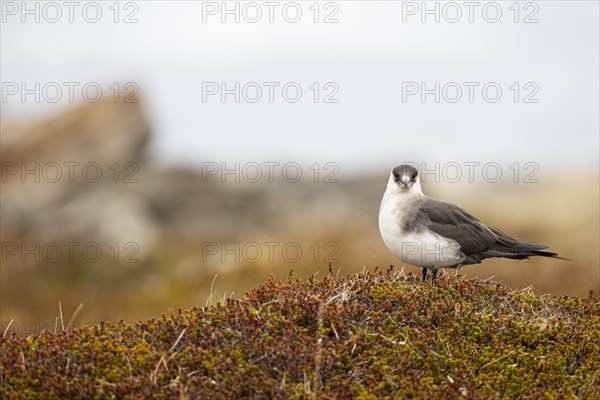 Arctic skua