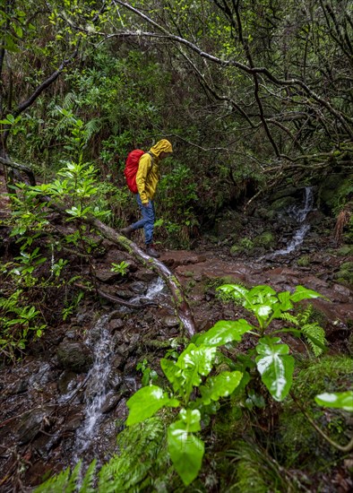 Hiker in dense forest