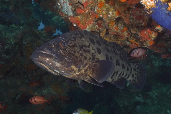 Potato grouper