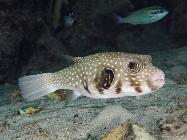 White-spotted puffer