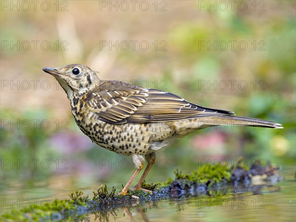 Mistle Thrush