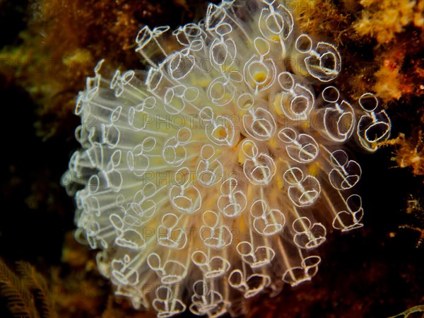 Translucent sea squirt