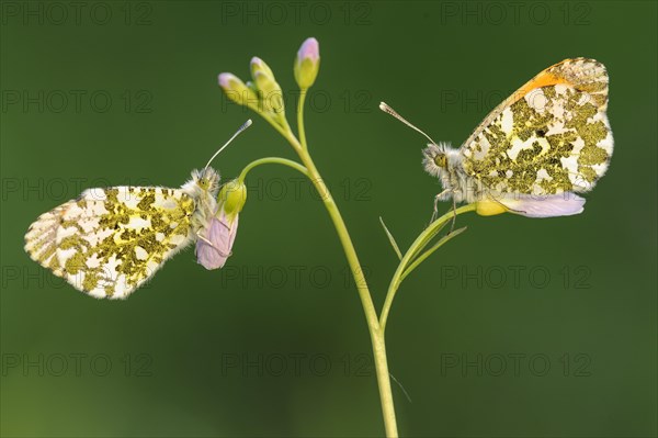 Orange tip