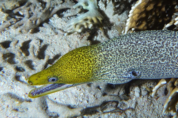 Undulated moray