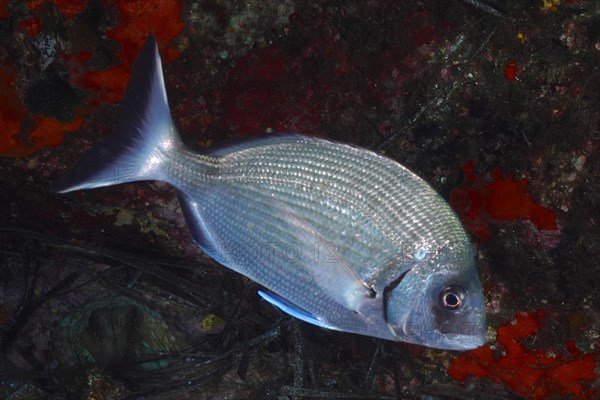 Large sea bream