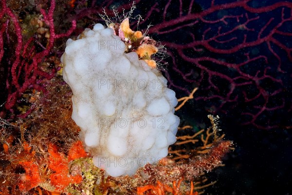 White sea squirt