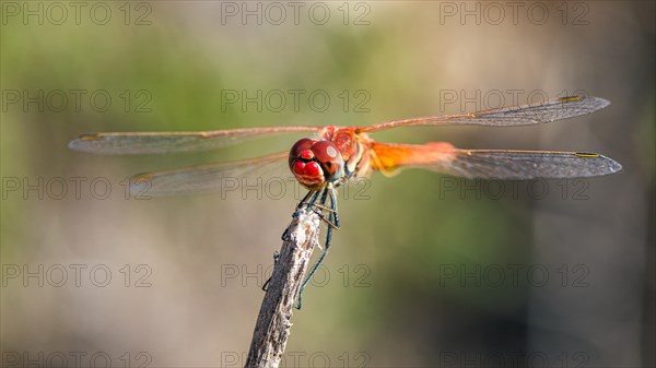 Red Veined Darter